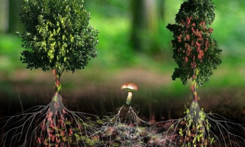গাছেদের কথা বলা 4