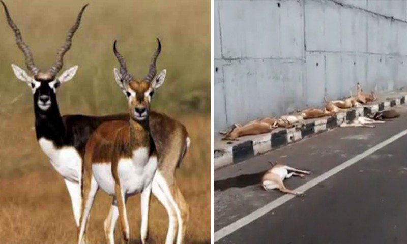 উড়ালপুল থেকে সোজা নীচে, ১২টি কৃষ্ণসার হরিণের মৃত্যু মহারাষ্ট্রে 11