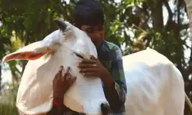 ভ্যালেন্টাইন্স ডে-তে এবার গরুকে আলিঙ্গন! ১৪ই ফেব্রুয়ারি গো-আলিঙ্গন দিবস পালনের নির্দেশিকা কেন্দ্রের 24