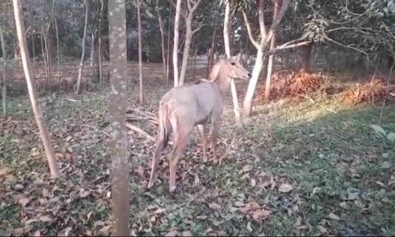 মালদায় নীলগাই! বিরল প্রাণীটিকে দেখতে ভিড় স্থানীয়দের 35